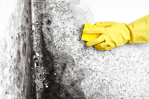 Best Localized Mold Remediation (e.g., coastal areas, humid climates) in North Little Rock, AR