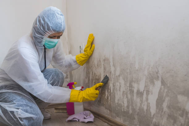 Best Preventive Mold Services in North Little Rock, AR