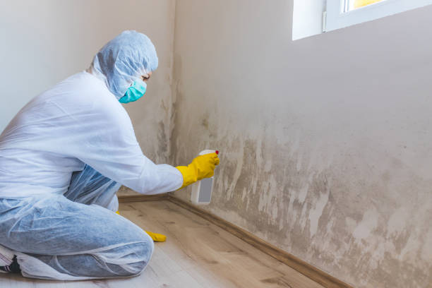 Professional Mold Remediation in North Little Rock, AR