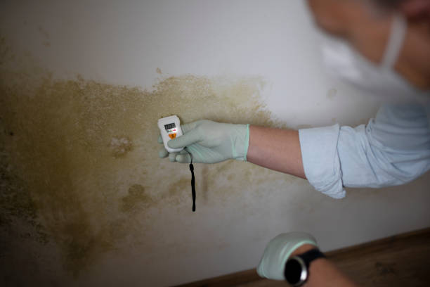 Best Basement Mold Remediation in North Little Rock, AR