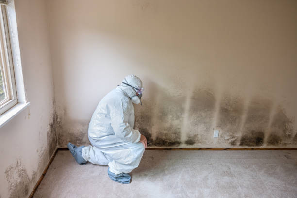 Best White Mold Remediation in North Little Rock, AR