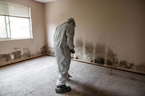 Best Emergency Mold Remediation in North Little Rock, AR