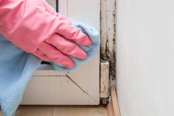 Best Bathroom Mold Remediation in North Little Rock, AR